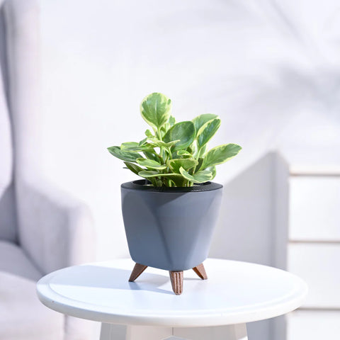 Peperomia Obtusifolia Variegated