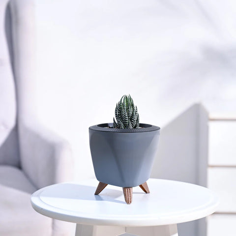 Haworthia Coarctata
