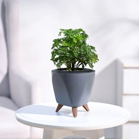 Aralia Golden