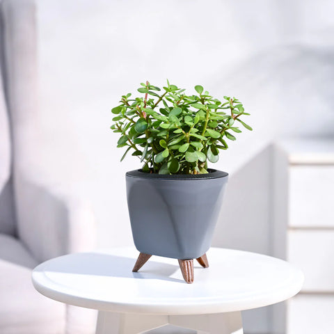Jade Mini