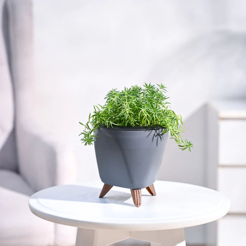 Golden Sedum