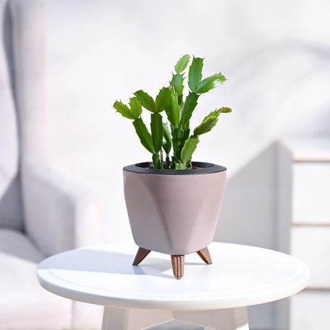 Christmas Cactus