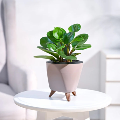 Peperomia Obtusifolia