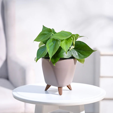 Philodendron Oxycardium Green