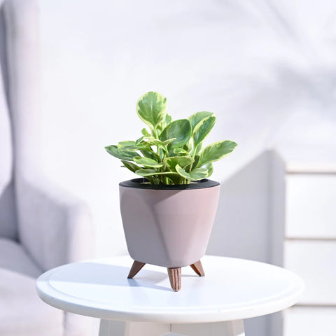 Peperomia Obtusifolia Variegated