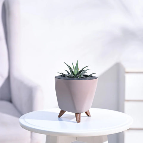 Haworthia Fasciata