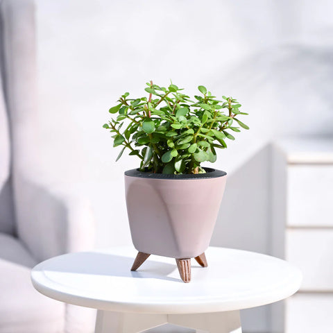 Jade Mini
