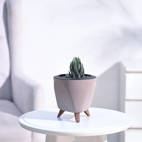 Haworthia Coarctata