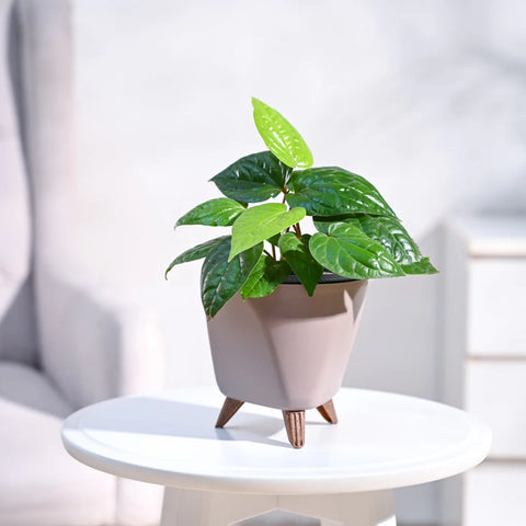 Betel Leaf
