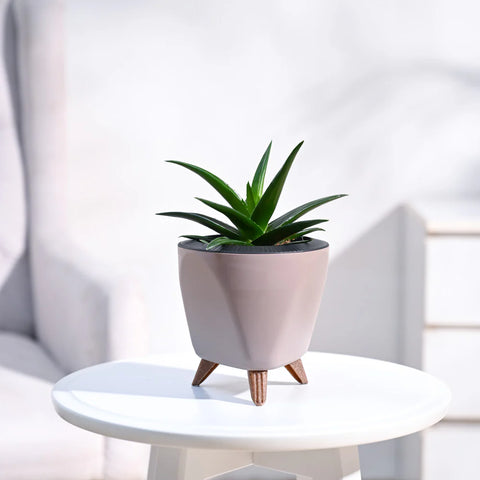 Aloe Vera Green Mini