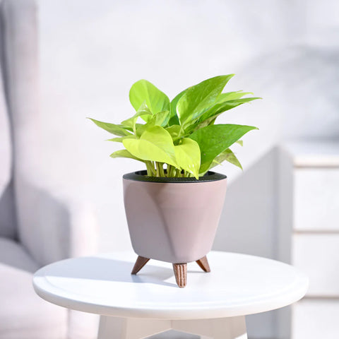 Money Plant Golden