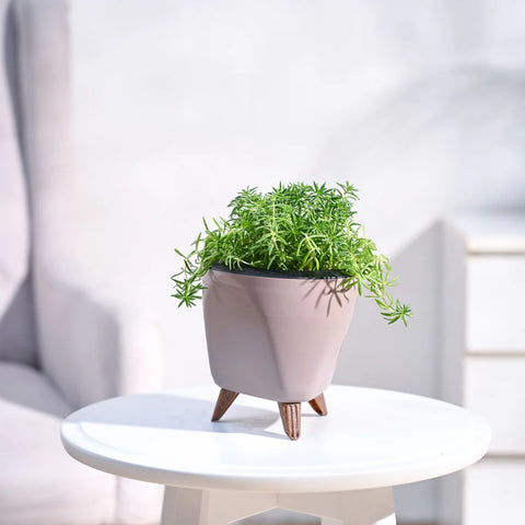 Golden Sedum