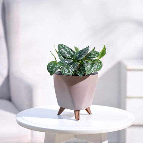 Money Plant Satin - Scindapsus Pictus Argyraeus