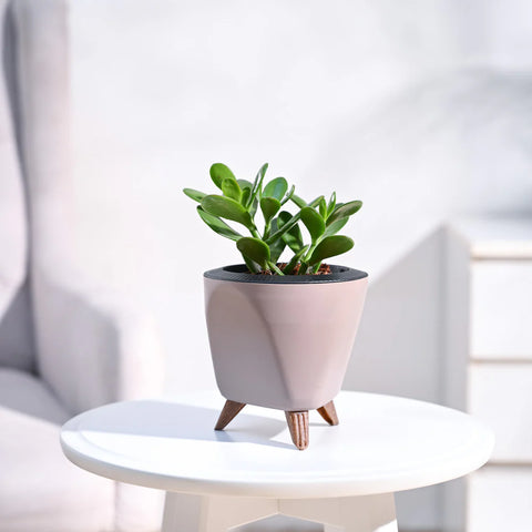Crassula Ovata