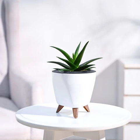 Aloe Vera Green Mini