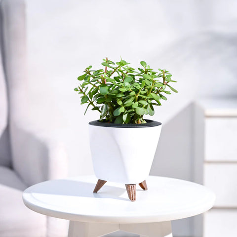 Jade Mini