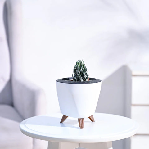 Haworthia Coarctata