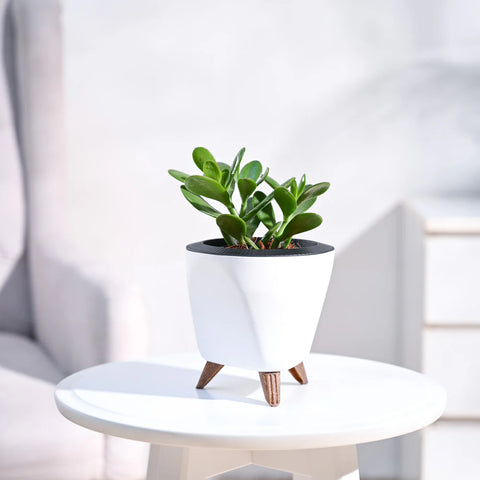 Crassula Ovata