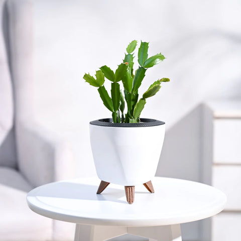 Christmas Cactus