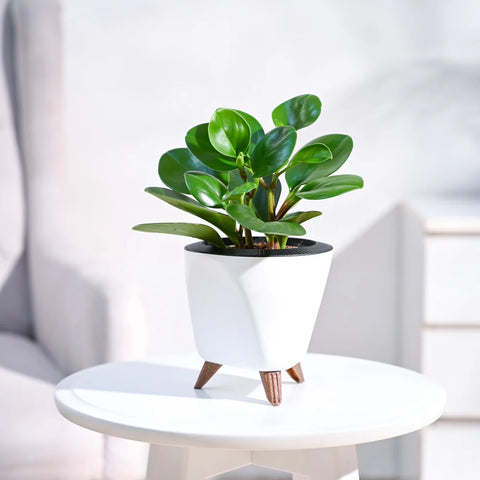 Peperomia Obtusifolia