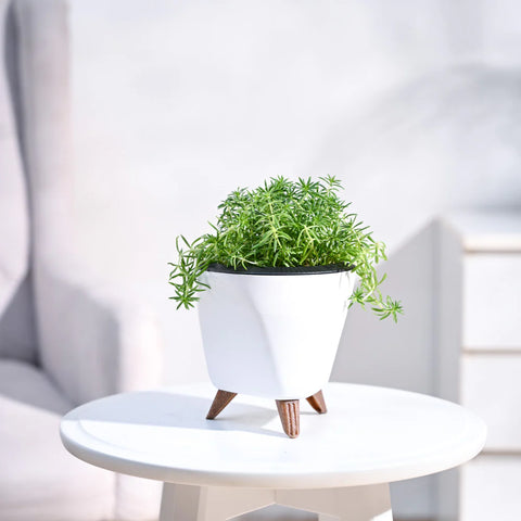 Golden Sedum