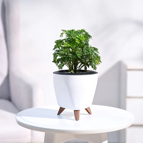 Aralia Golden