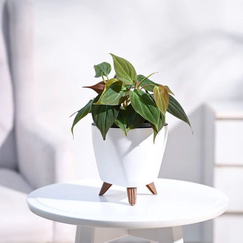 Philodendron Micans
