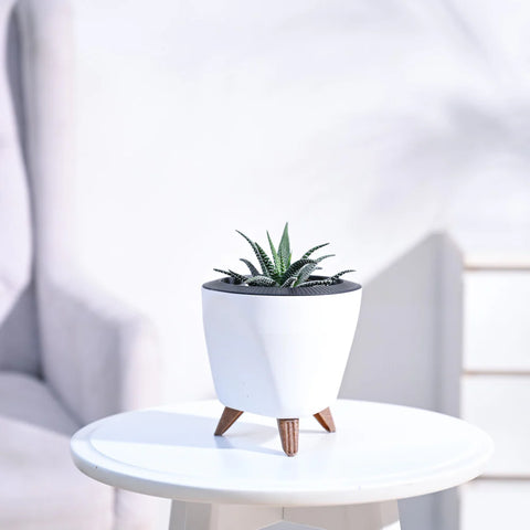 Haworthia Fasciata