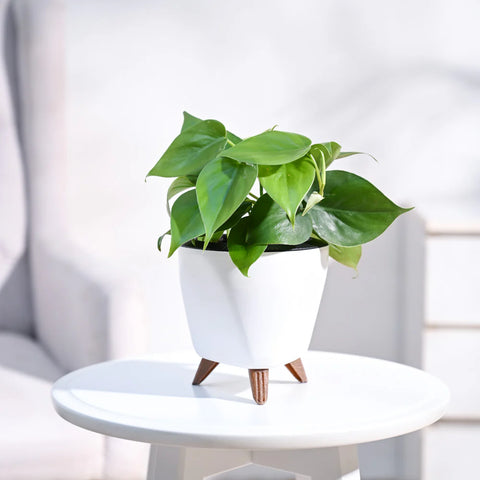 Philodendron Oxycardium Green