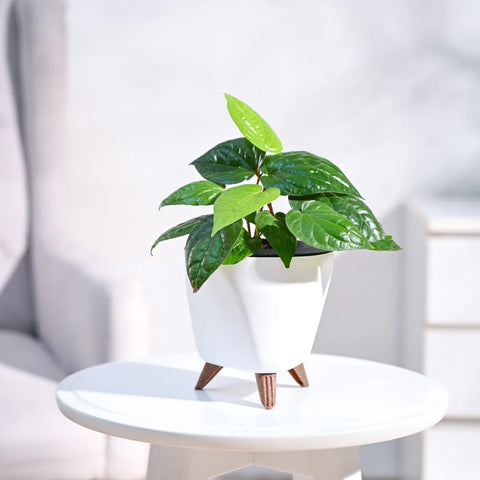 Betel Leaf