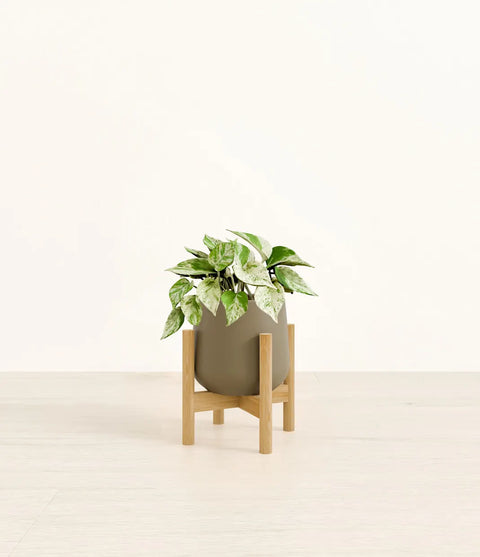 Money Plant Marble