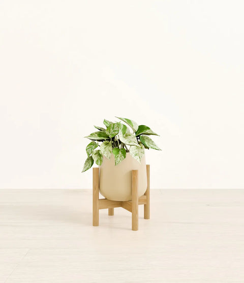 Money Plant Marble