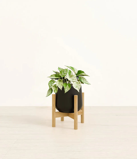 Money Plant Marble