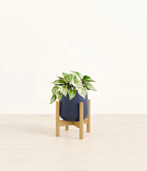 Money Plant Marble