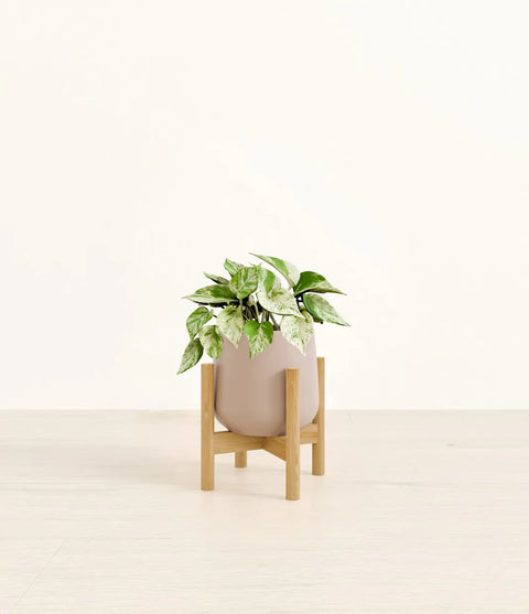 Money Plant Marble