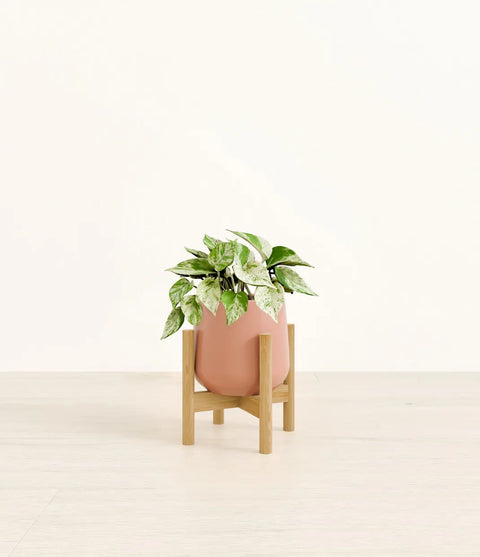 Money Plant Marble