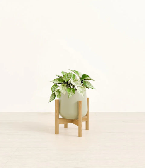 Money Plant Marble