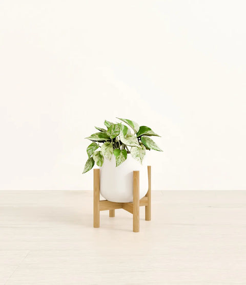 Money Plant Marble