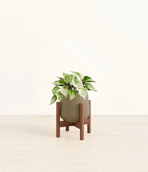 Money Plant Marble