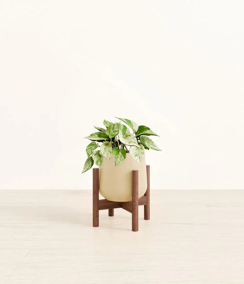 Money Plant Marble