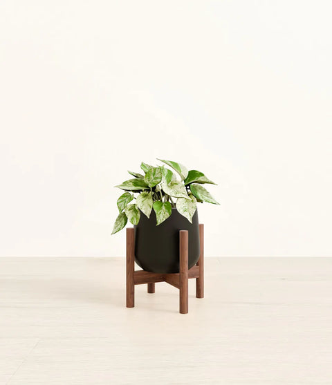 Money Plant Marble