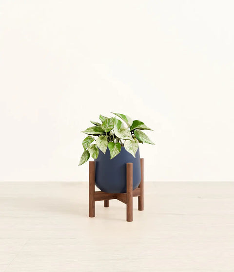 Money Plant Marble