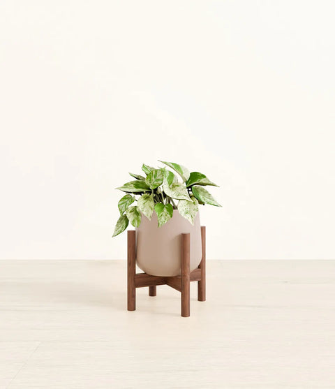 Money Plant Marble