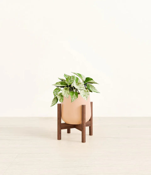 Money Plant Marble
