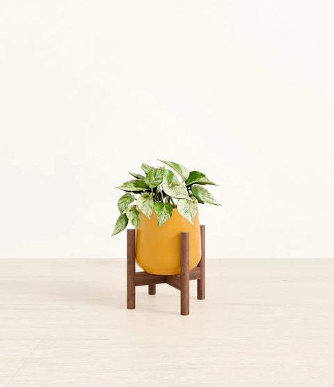 Money Plant Marble