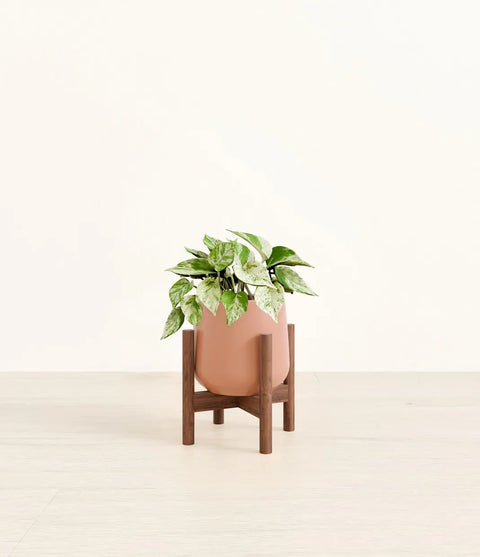 Money Plant Marble