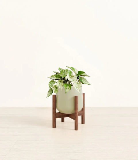 Money Plant Marble