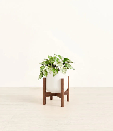 Money Plant Marble