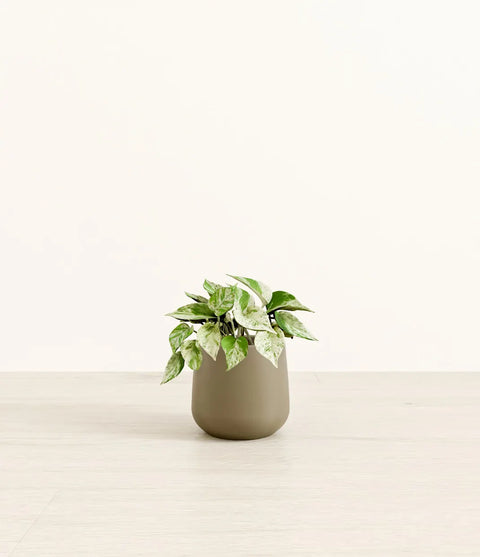 Money Plant Marble