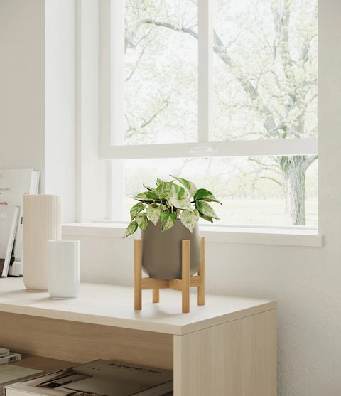 Money Plant Marble